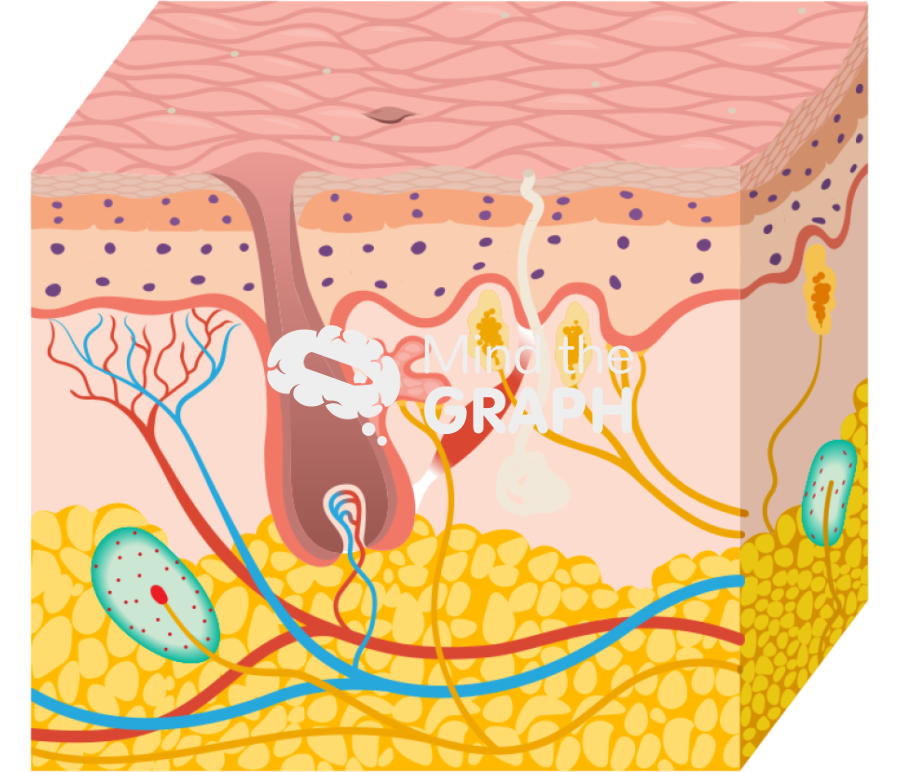 Skin epidermis dermis subcutaneous structure 2 Icons, Symbols, Pictures, and Images