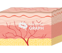Skin layers acupunture 08 - Edit and Customize Icons of Skin layers acupunture 08 Skin layers acupunture 08 Icons, Symbols, Pictures, and Images