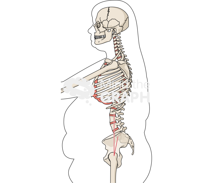 Skin patch test obese bone full Icons, Symbols, Pictures, and Images