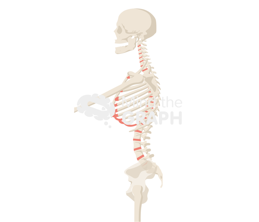 Skin patch test obese bone full Icons, Symbols, Pictures, and Images