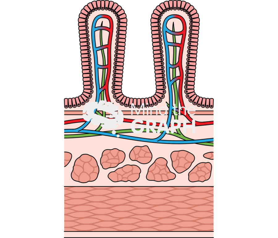 Small intestine wall Icons, Symbols, Pictures, and Images