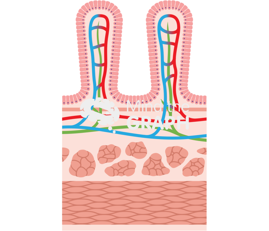 Small intestine wall Icons, Symbols, Pictures, and Images
