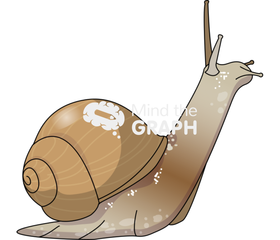 Snail Icons, Symbols, Pictures, and Images