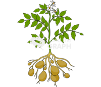 Solanum tuberosum Icons, Symbols, Pictures, and Images
