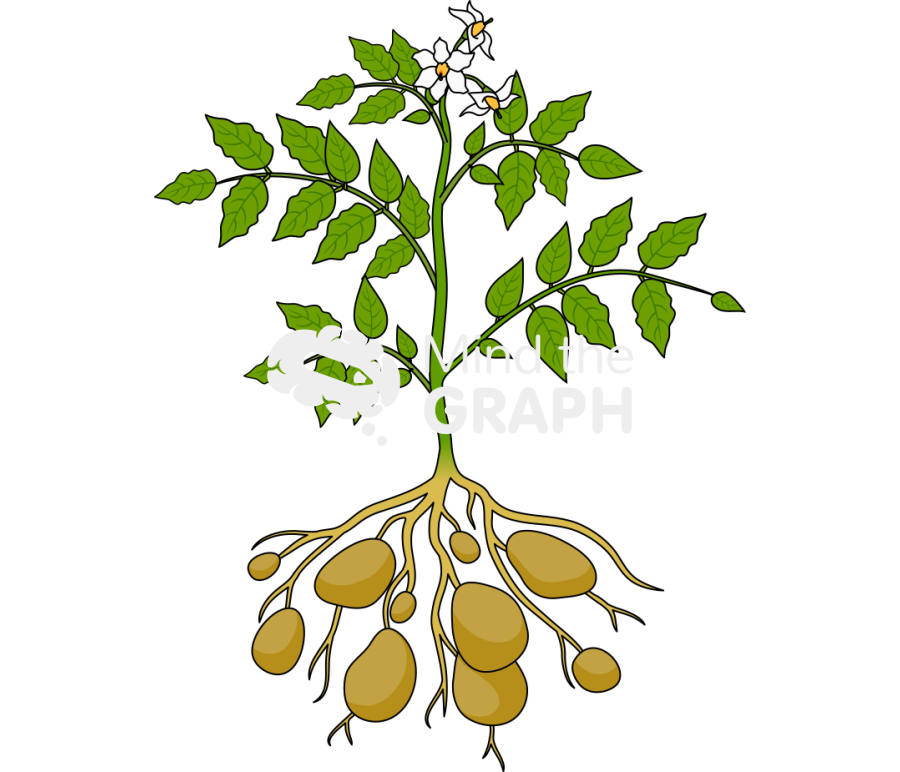 Solanum tuberosum Icons, Symbols, Pictures, and Images