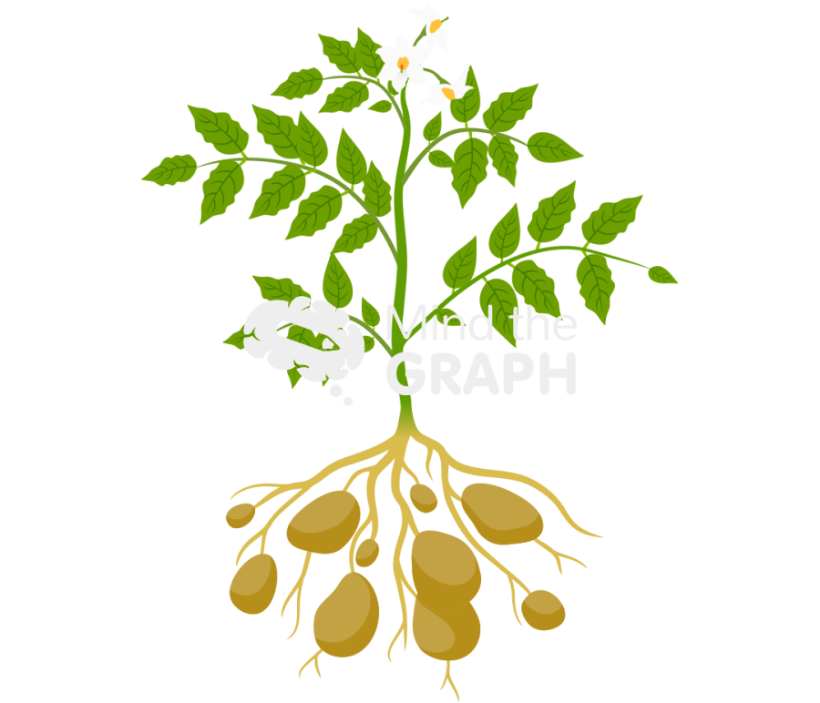 Solanum tuberosum Icons, Symbols, Pictures, and Images