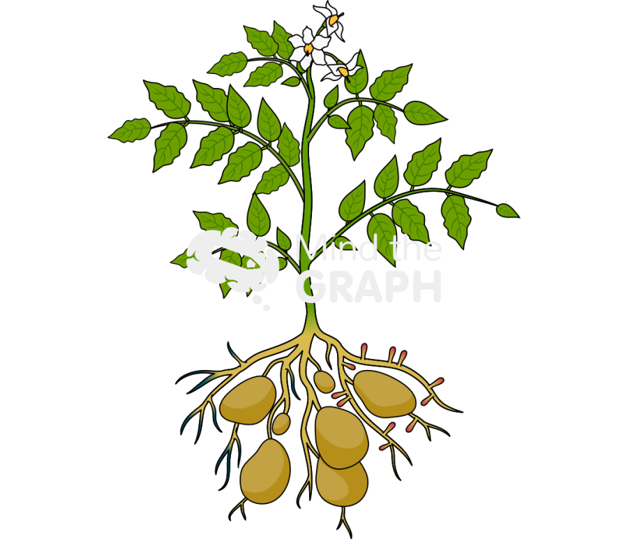 Solanum tuberosum pathogens Icons, Symbols, Pictures, and Images