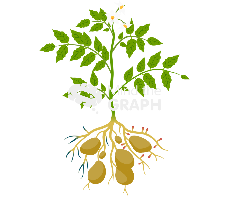 Solanum tuberosum pathogens Icons, Symbols, Pictures, and Images