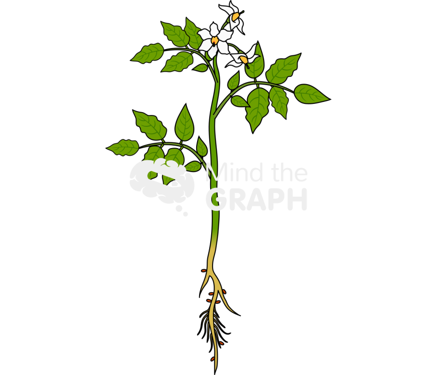 Solanum tuberosum root pathogens Icons, Symbols, Pictures, and Images