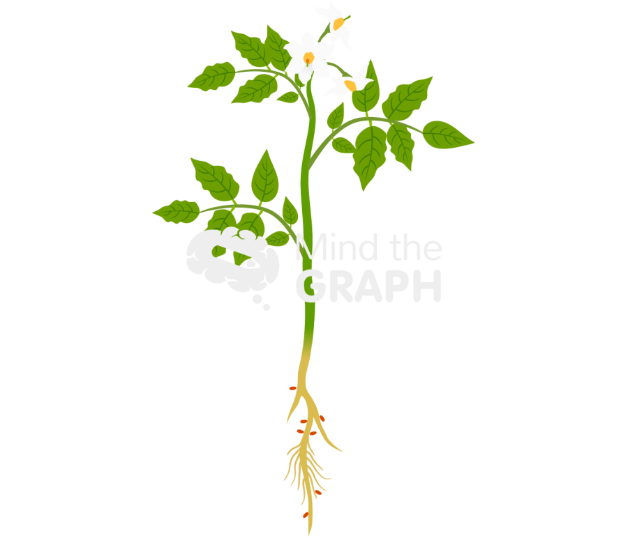 Solanum tuberosum root pathogens Icons, Symbols, Pictures, and Images