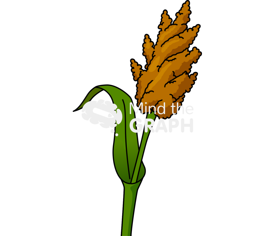 Sorghum grain leaf Icons, Symbols, Pictures, and Images