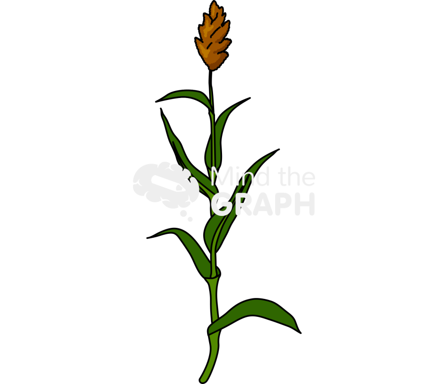 Sorghum plant Icons, Symbols, Pictures, and Images
