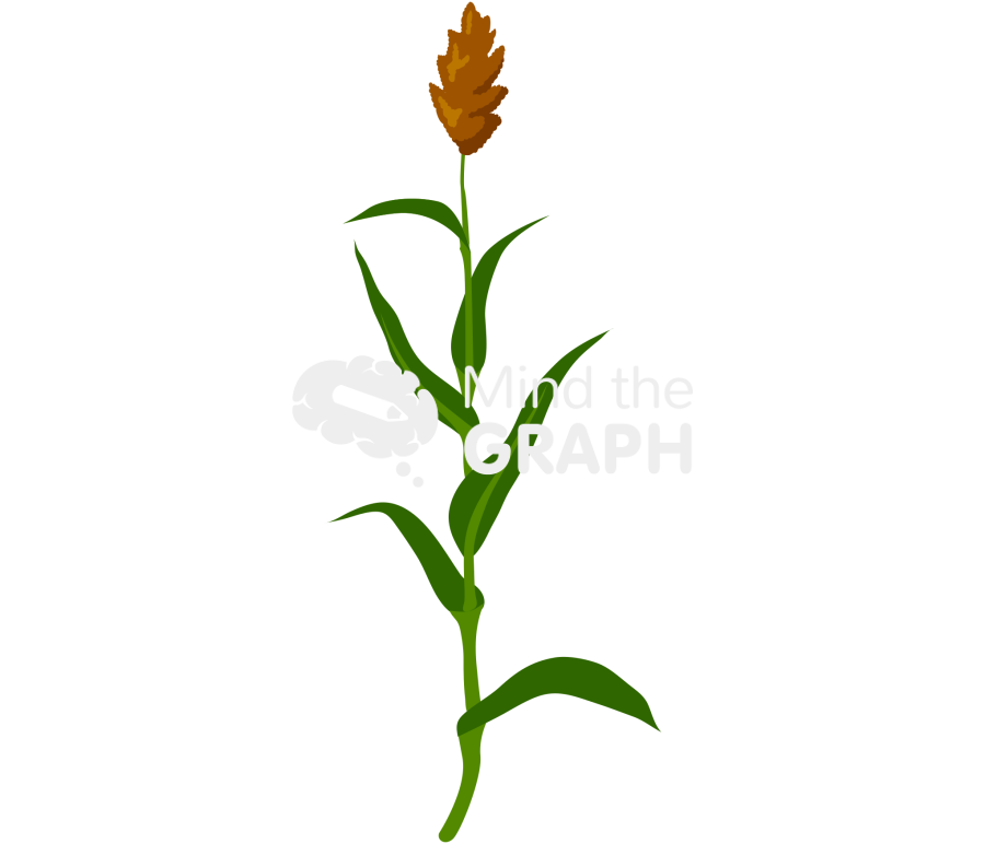 Sorghum plant Icons, Symbols, Pictures, and Images