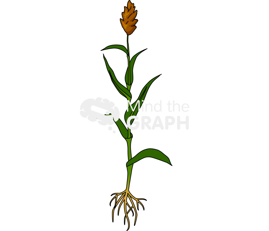 Sorghum plant 2 Icons, Symbols, Pictures, and Images