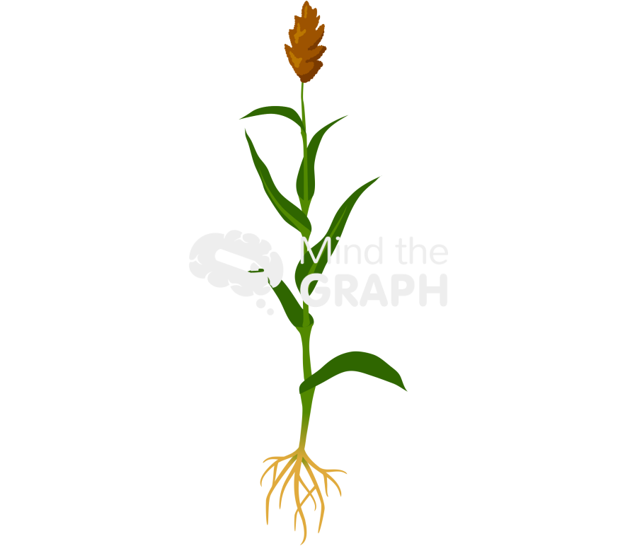 Sorghum plant 2 Icons, Symbols, Pictures, and Images