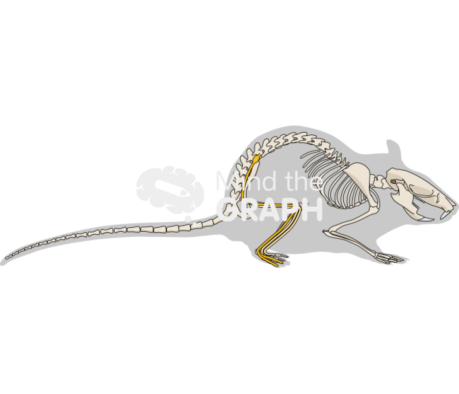 Spared nerve injury sni model Icons, Symbols, Pictures, and Images