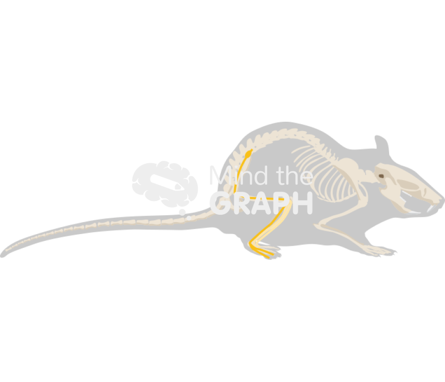 Spared nerve injury sni model Icons, Symbols, Pictures, and Images