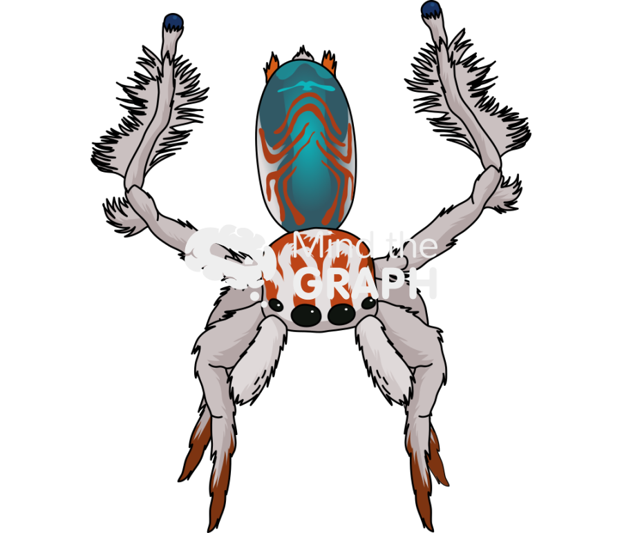 Spider maratus 2 Icons, Symbols, Pictures, and Images