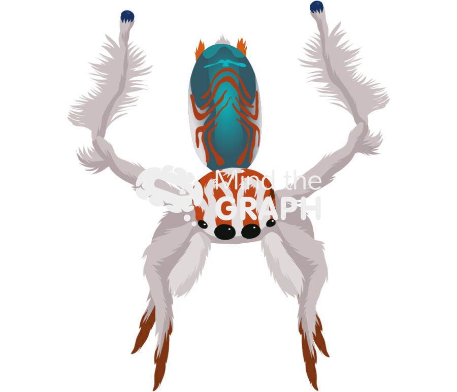 Spider maratus 2 Icons, Symbols, Pictures, and Images