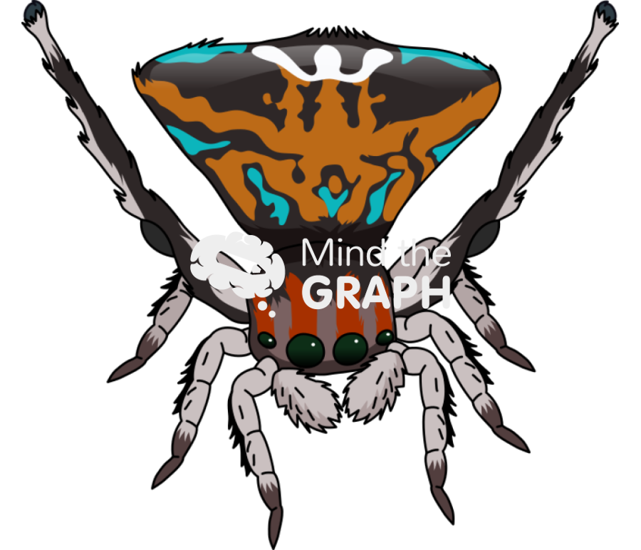 Spider maratus 3 Icons, Symbols, Pictures, and Images
