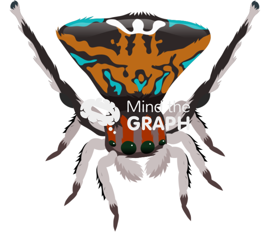 Spider maratus 3 Icons, Symbols, Pictures, and Images