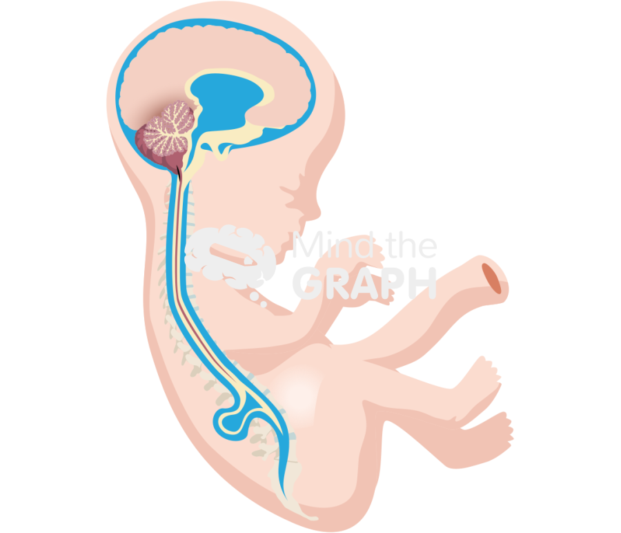 Spina bifida patch Icons, Symbols, Pictures, and Images