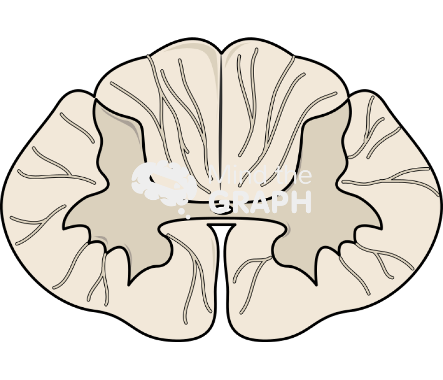 Spinal cord cut c5 Icons, Symbols, Pictures, and Images