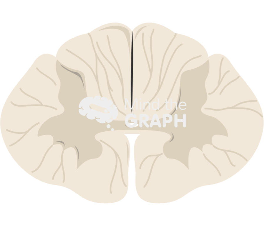 Spinal cord cut c5 Icons, Symbols, Pictures, and Images