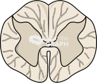 Spinal cord cut l1 Icons, Symbols, Pictures, and Images