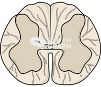 Spinal cord cut l2 Icons, Symbols, Pictures, and Images