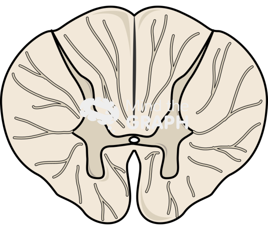 Spinal cord cut t8 Icons, Symbols, Pictures, and Images