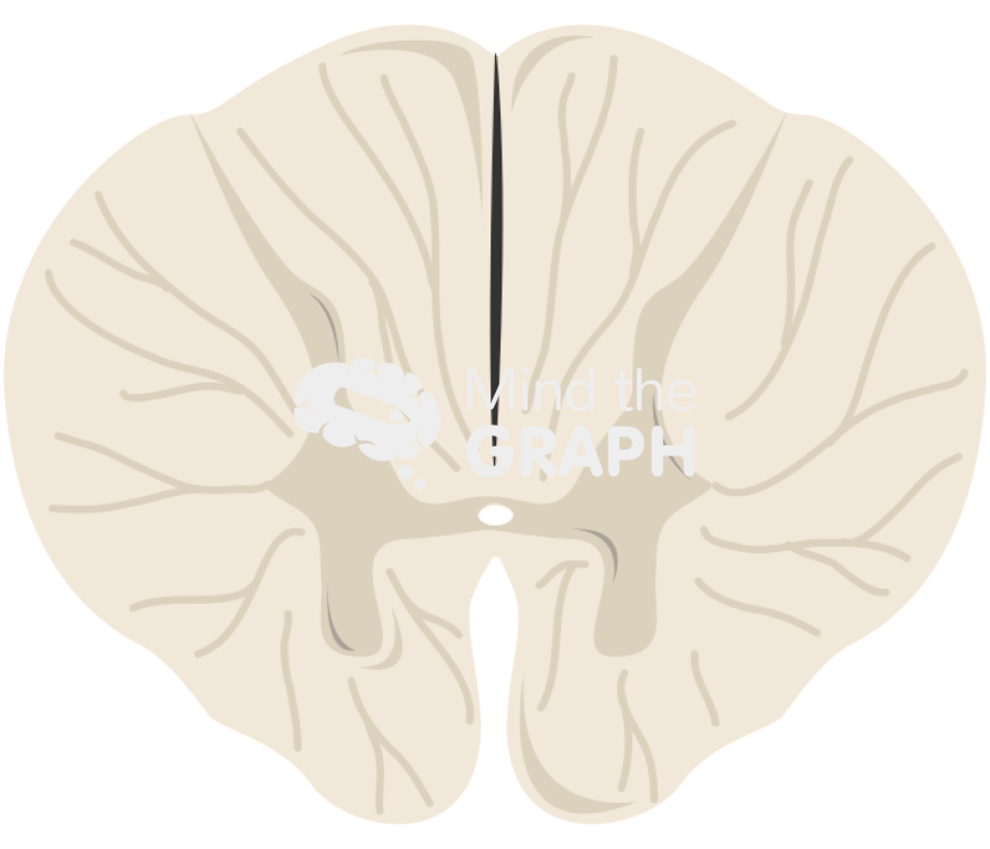 Spinal cord cut t8 Icons, Symbols, Pictures, and Images