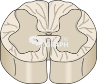 Spinal cord l2 perspective Icons, Symbols, Pictures, and Images