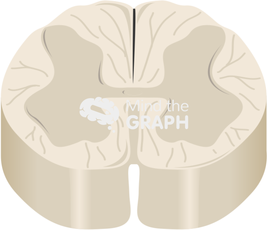 Spinal cord l2 perspective Icons, Symbols, Pictures, and Images