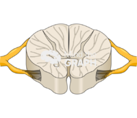 Spinal cord t8 peripheral nervous perspective Icons, Symbols, Pictures, and Images