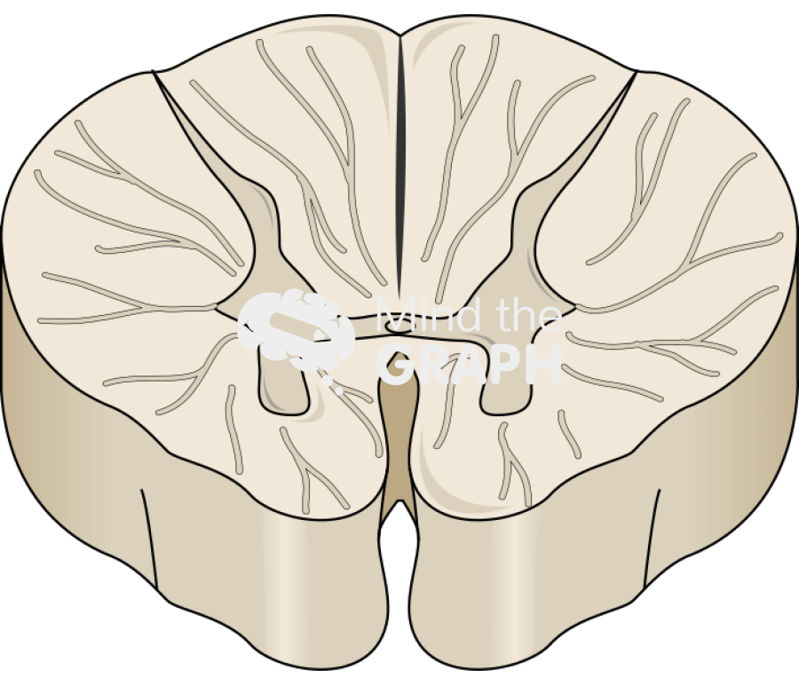 Spinal cord t8 perspective Icons, Symbols, Pictures, and Images