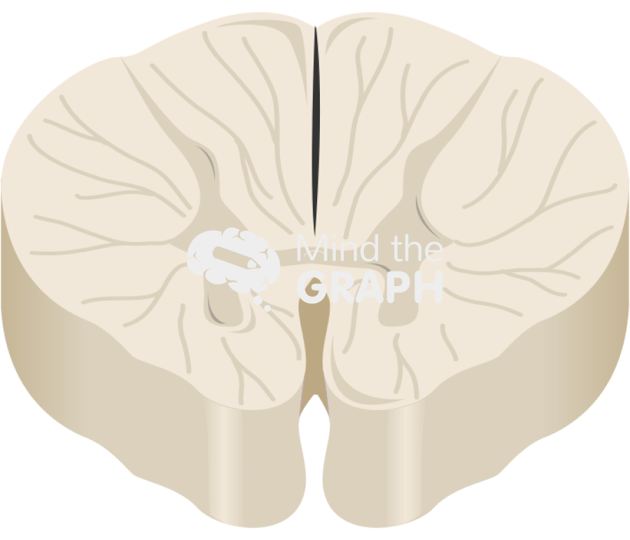 Spinal cord t8 perspective Icons, Symbols, Pictures, and Images