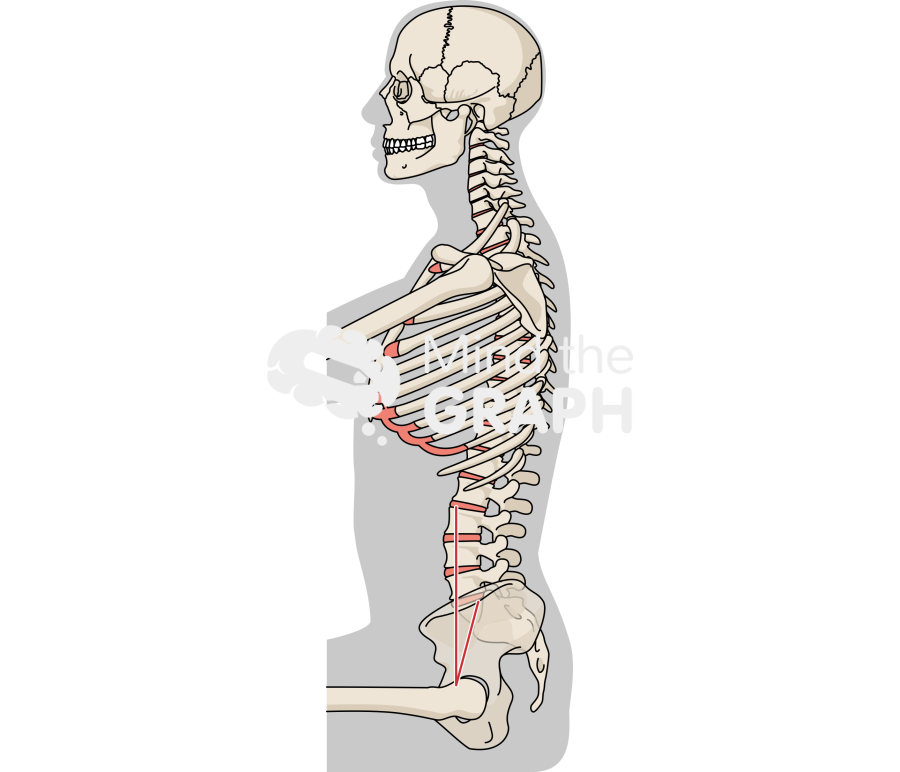 Spinopelvic tilt normal body mass index sitting Icons, Symbols, Pictures, and Images
