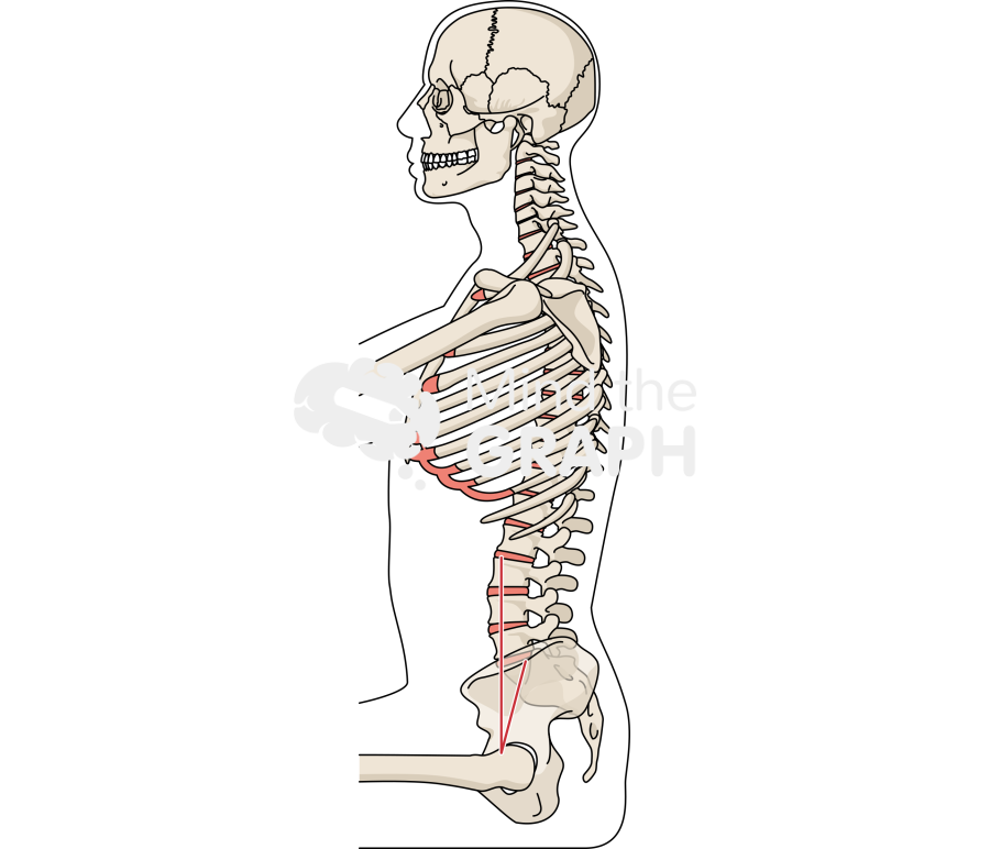 Spinopelvic tilt normal body mass index sitting bone full Icons, Symbols, Pictures, and Images