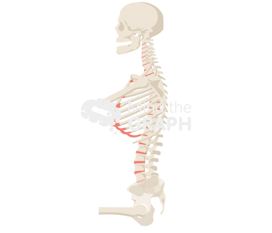 Spinopelvic tilt normal body mass index sitting bone full Icons, Symbols, Pictures, and Images