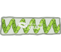 Spirogyra chlorophyta Icons, Symbols, Pictures, and Images