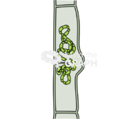Spirogyra chlorophyta conjugation 2 Icons, Symbols, Pictures, and Images