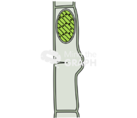 Spirogyra chlorophyta conjugation 3 Icons, Symbols, Pictures, and Images