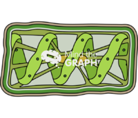 Spirogyra chlorophyta structure Icons, Symbols, Pictures, and Images