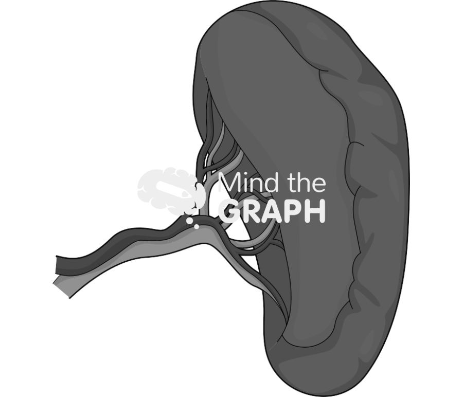 Spleen Icons, Symbols, Pictures, and Images