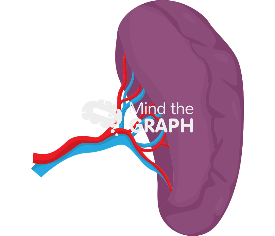 Spleen Icons, Symbols, Pictures, and Images