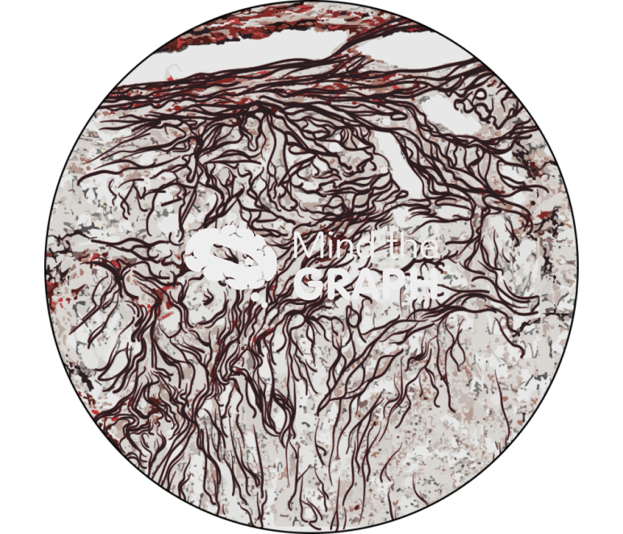 Spleen histology silver stain zoom Icons, Symbols, Pictures, and Images