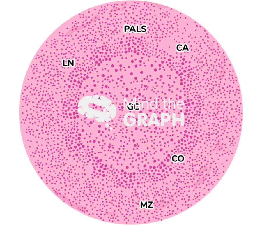 Spleen histology x132 labeled zoom Icons, Symbols, Pictures, and Images