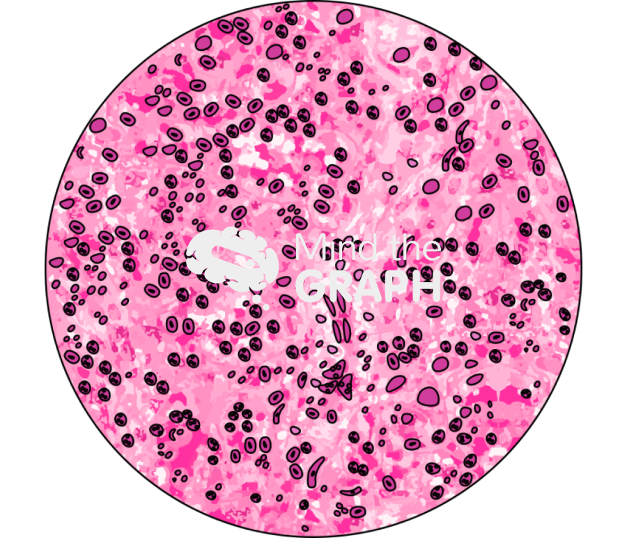 Spleen histology x540 zoom Icons, Symbols, Pictures, and Images