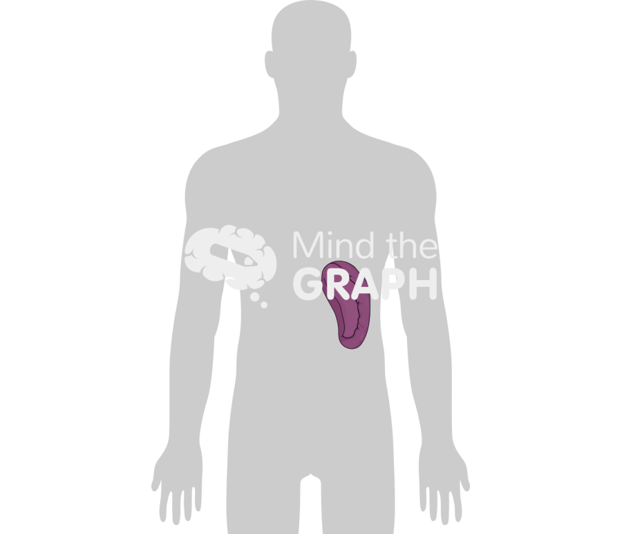 Splenomegaly Icons, Symbols, Pictures, and Images